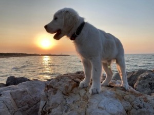 Hunde in Cavallino